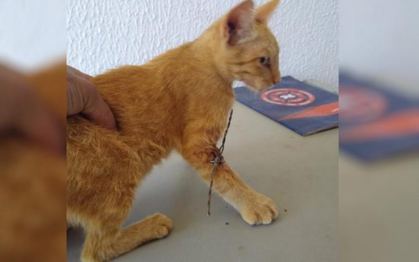 Bombeiros de Ipameri retiram arame farpado da pata de gato encontrado ferido por morador